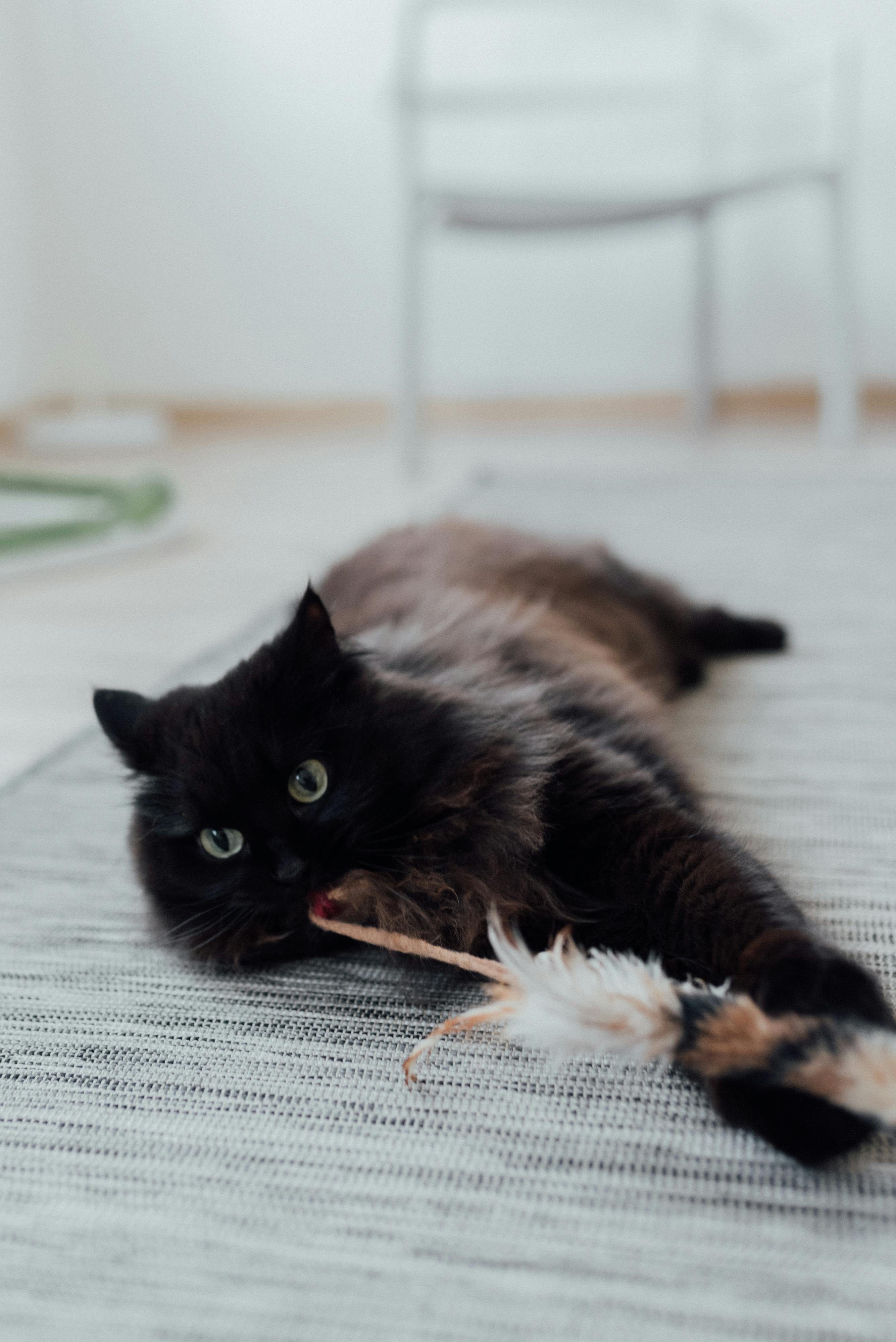Jouets pour chat