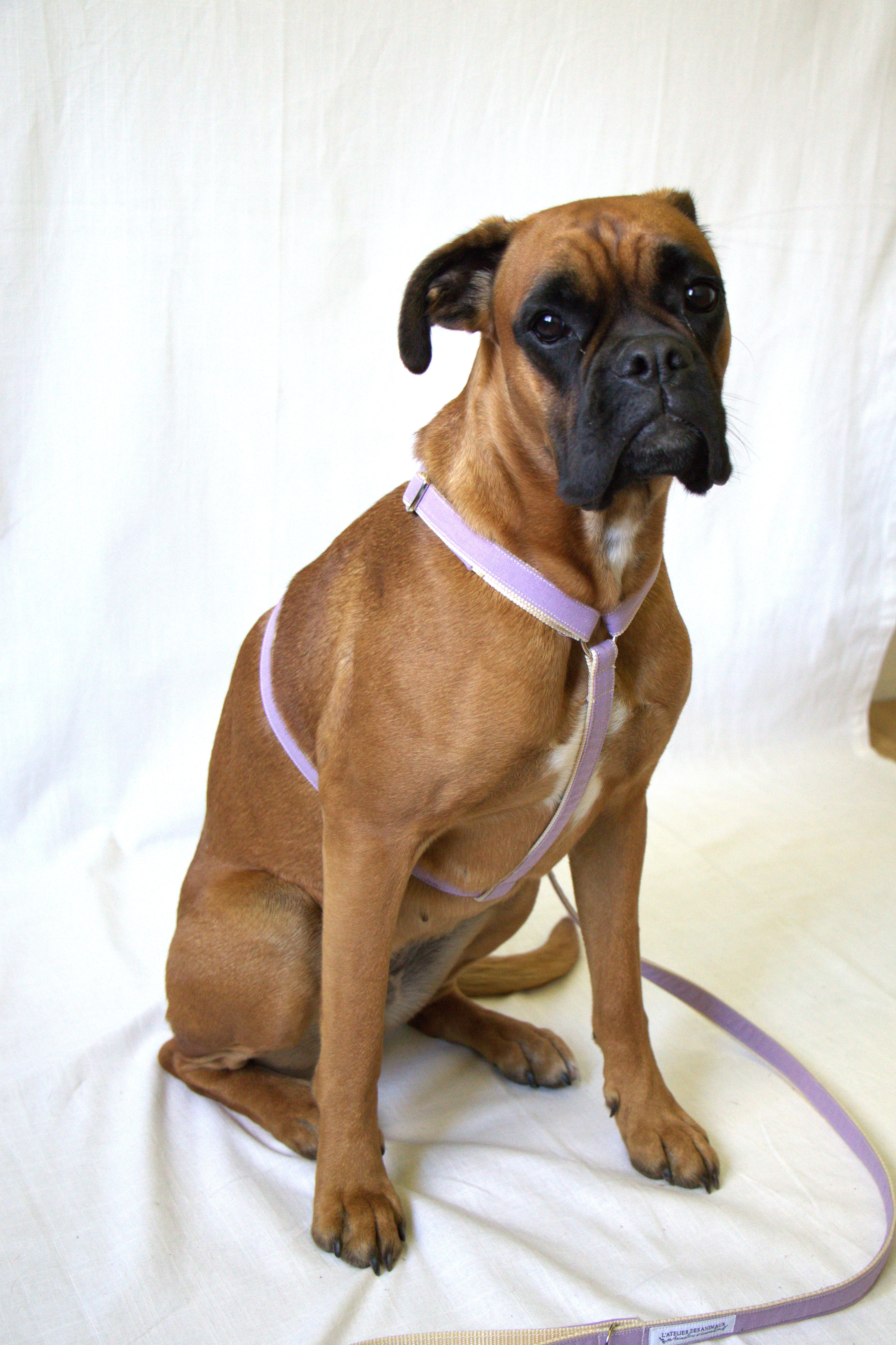 Harnais pour chien - Lilas