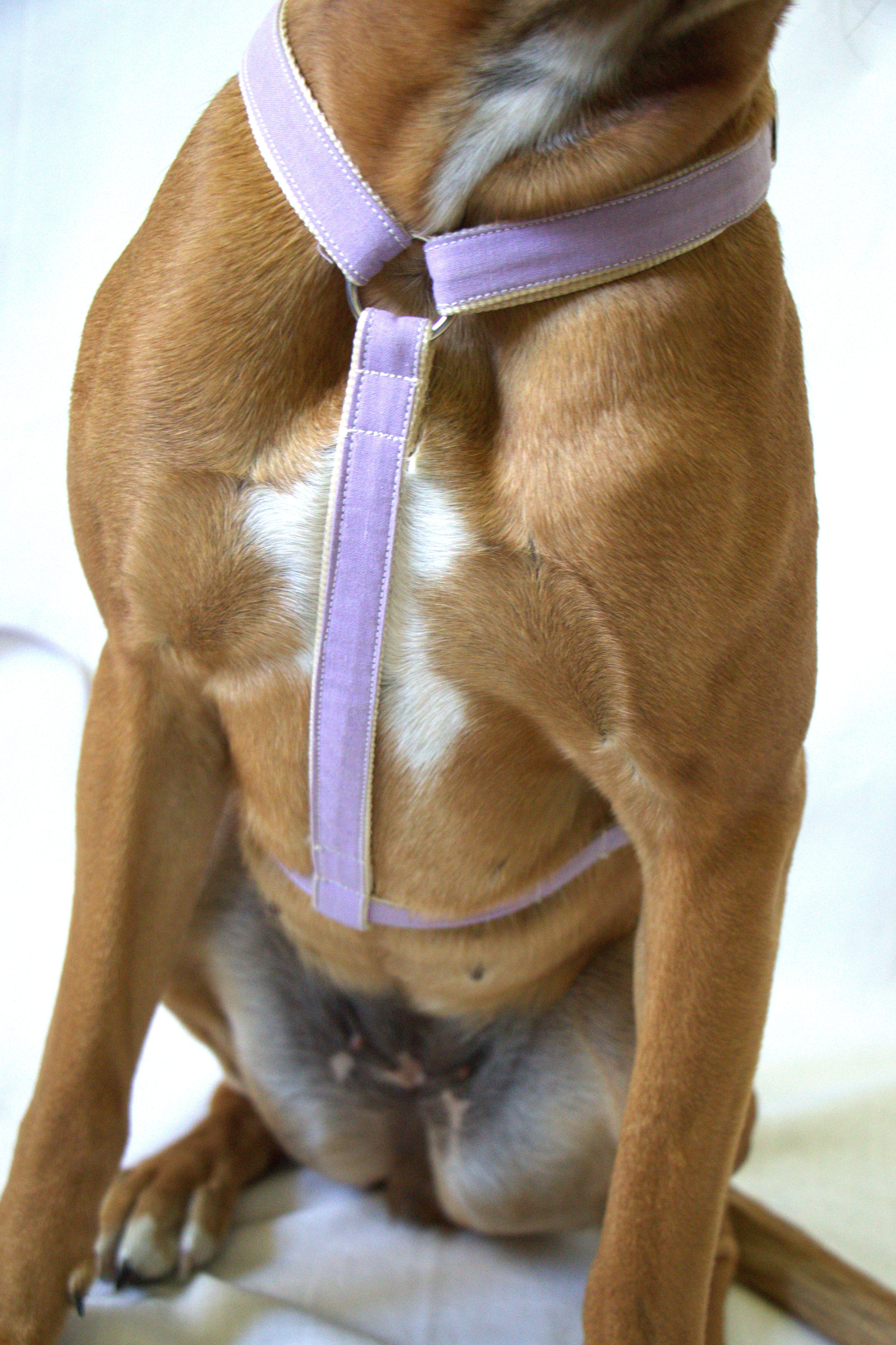 Harnais pour chien - Lilas