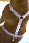 Harnais pour chien - Lilas
