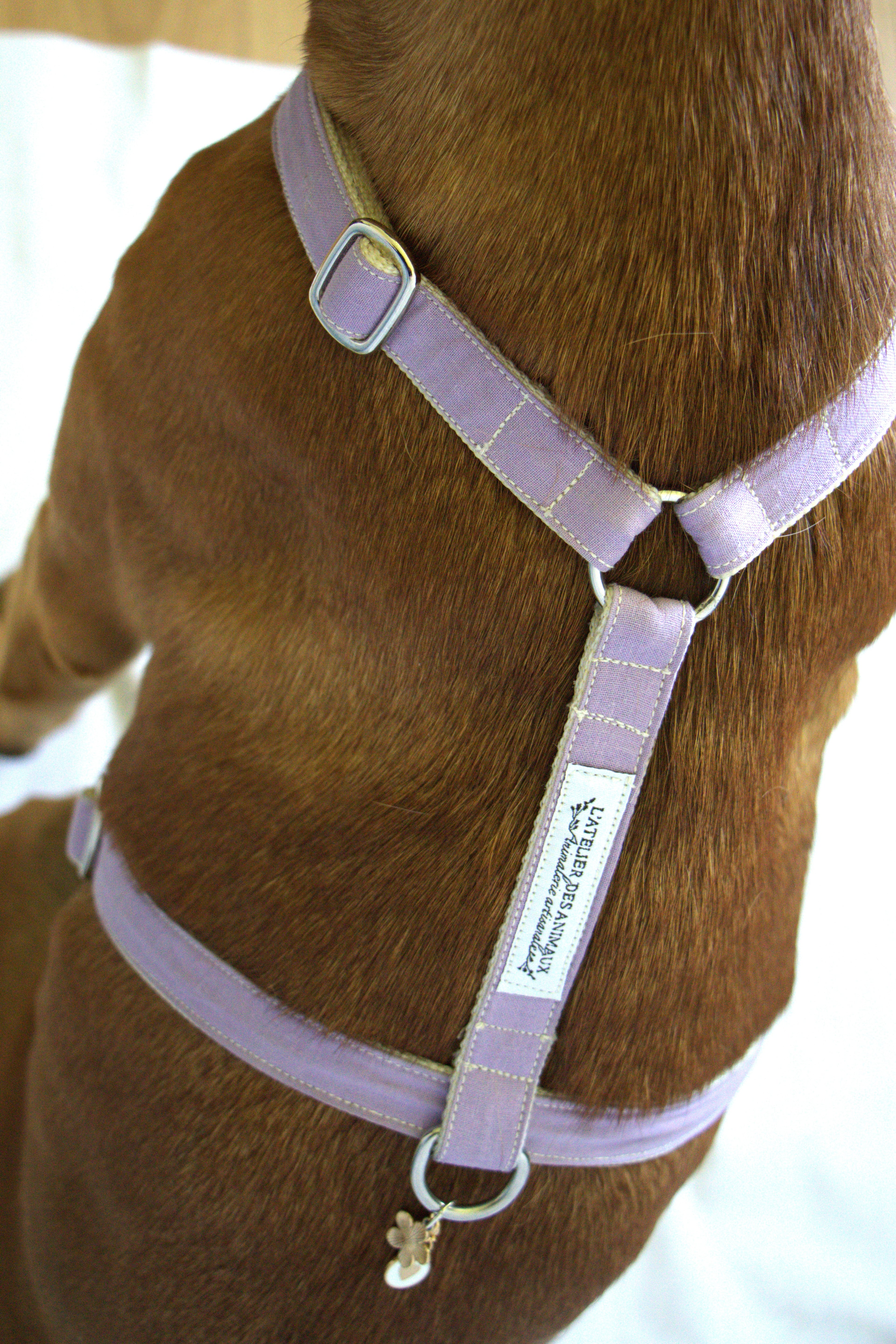 Harnais pour chien - Lilas
