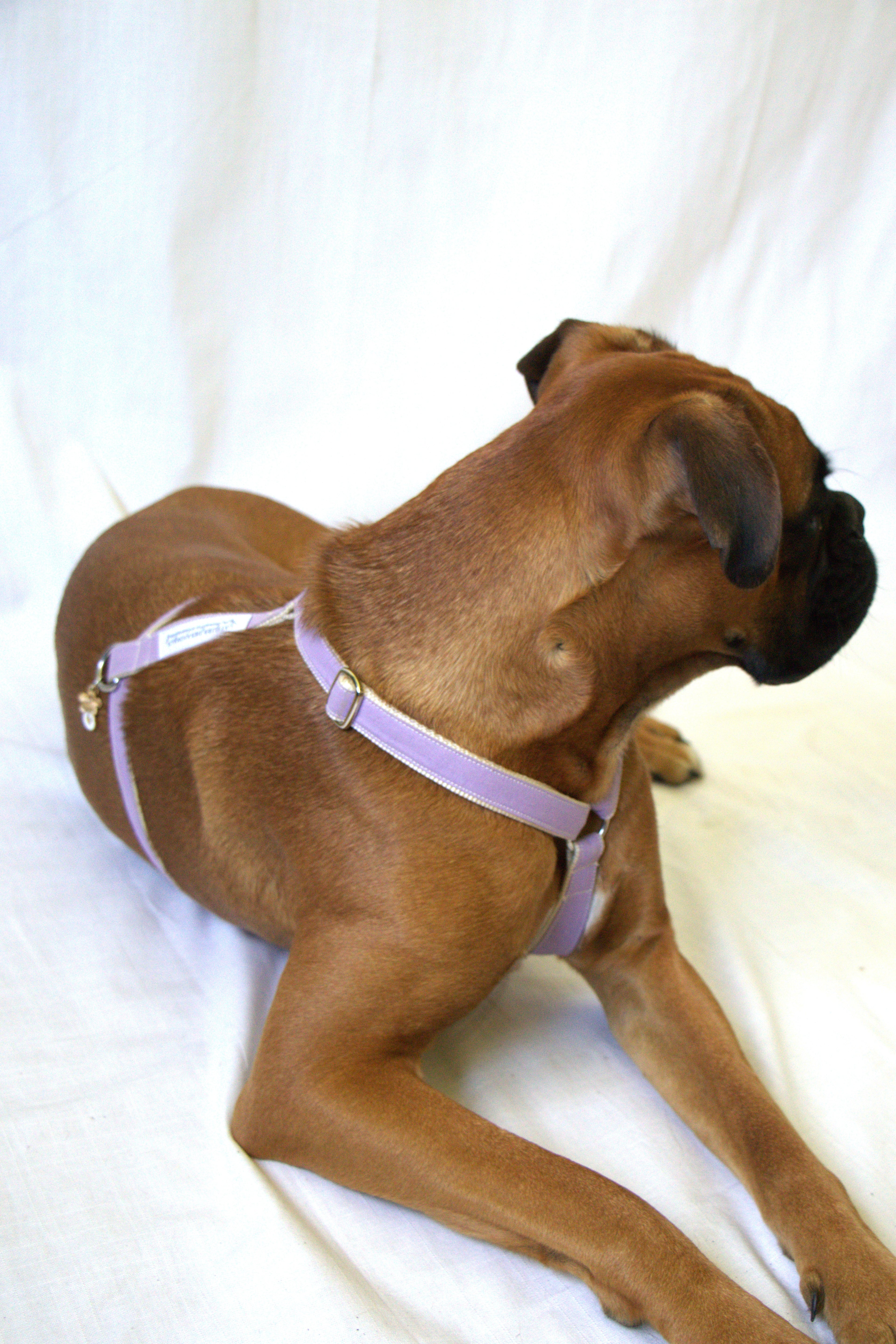 Harnais pour chien - Lilas